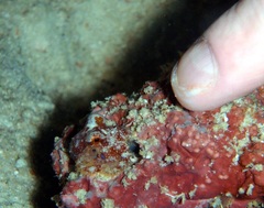 Amphioctopus siamensis