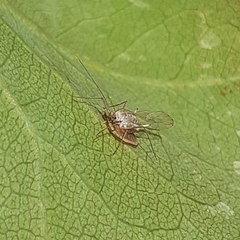 Dyscritulus