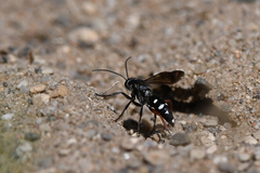Episyron rufipes