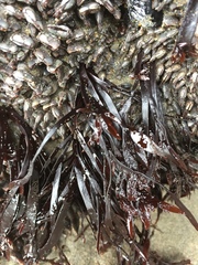 Prionitis