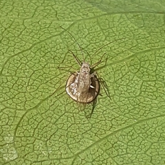 Dyscritulus