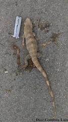 Ctenosaura similis similis