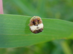 Mastophora