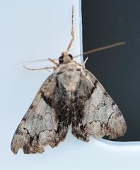 Catocala blandula