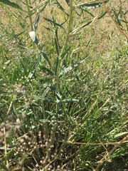 Gypsophila paniculata