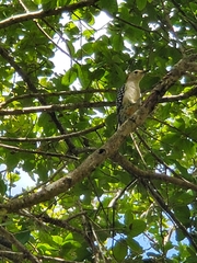 Melanerpes carolinus image