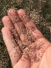 Gypsophila paniculata