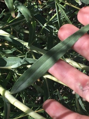 Gypsophila paniculata