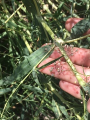 Gypsophila paniculata