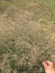 Gypsophila paniculata