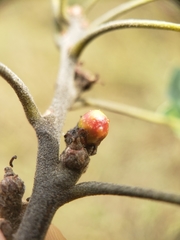 Callirhytis perditor
