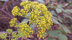 Bupleurum gibraltaricum