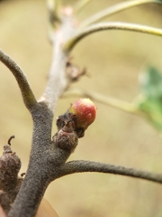 Callirhytis perditor