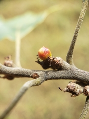 Callirhytis perditor