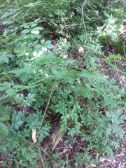 Eleutherococcus sieboldianus