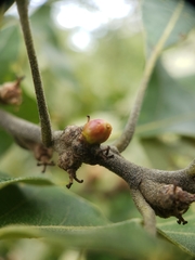 Callirhytis perditor