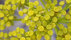 Bupleurum gibraltaricum