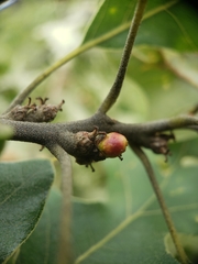 Callirhytis perditor