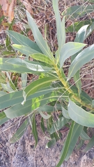 Bupleurum gibraltaricum