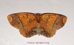 Melinodes detersaria
