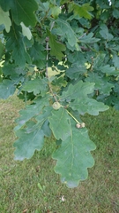 Quercus robur