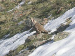 Himalayan Snowcock photo 5