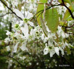 Amelanchier laevis