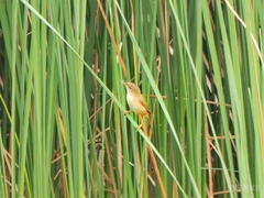 Acrocephalus scirpaceus