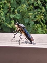 Microstylum oberthurii