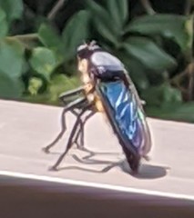 Microstylum oberthurii