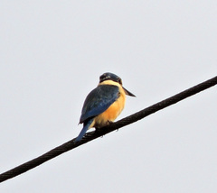 Todiramphus sanctus sanctus