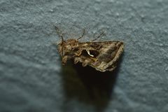 Autographa sansoni