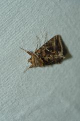 Autographa sansoni