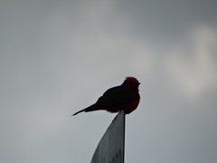 Pyrocephalus rubinus