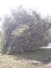 Salix babylonica