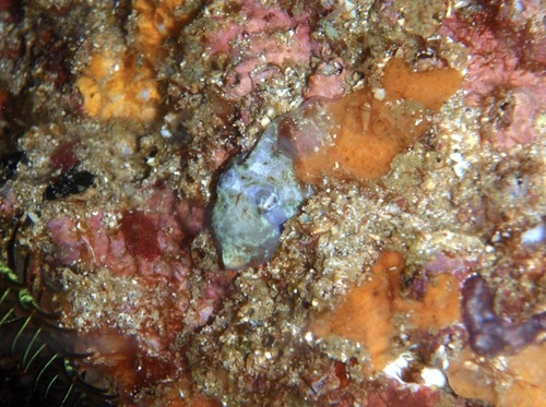 Star-sucker Pygmy Octopus — seen at this dive site