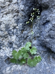 Sullivantia hapemanii