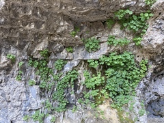 Sullivantia hapemanii