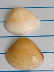 Anomalocardia flexuosa