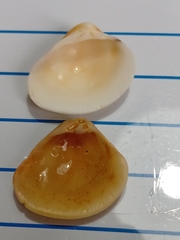 Anomalocardia flexuosa