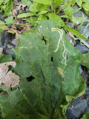 Phytomyza plantaginis