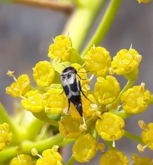 Mediimorda bipunctata