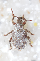 Cathormiocerus aristatus