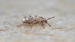 Cathormiocerus aristatus