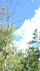 Dumetella carolinensis