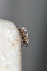 Cathormiocerus aristatus