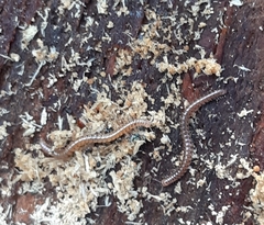 Proteroiulus fuscus