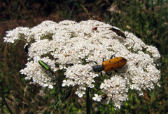 Trichodes octopunctatus