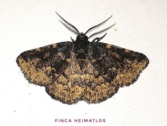 Prosoparia marginata