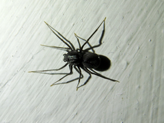 Scytodes velutina